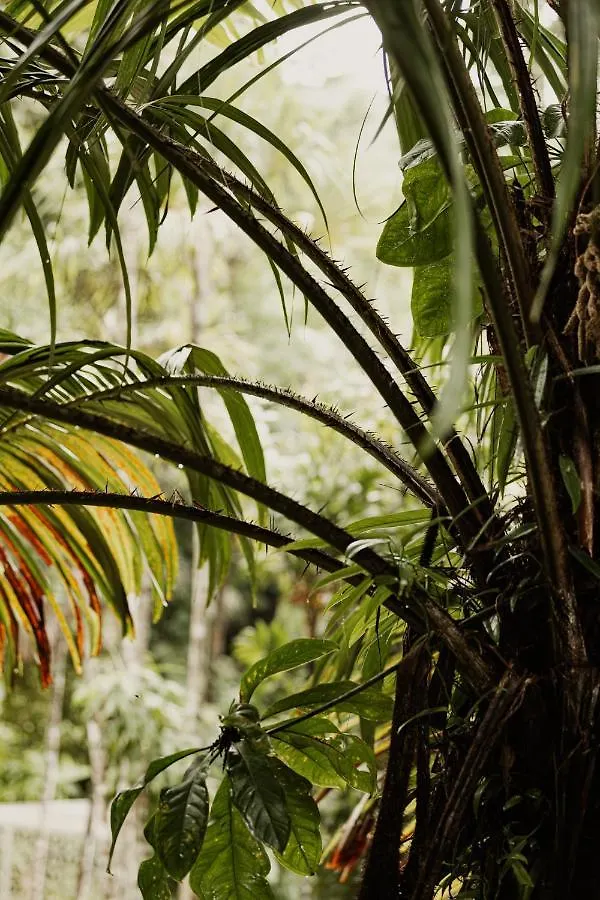 Mist At Cape Tribulation Villa Lodge